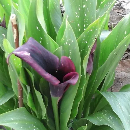 Casa De Aldea El Torrexon *