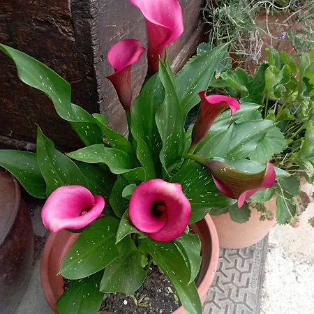 Landsted Casa De Aldea El Torrexon Villamorey